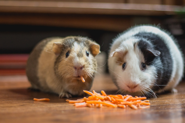 Guinea pig nutrition and why is hay so important explains Andrea Kroftova Friends animals